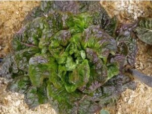 Organic Batavia Lettuce - Les Rafardes