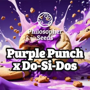 Purple Punch x Do-si-dos