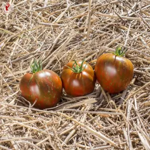 Tomate Black and Brown Boar - Kokopelli