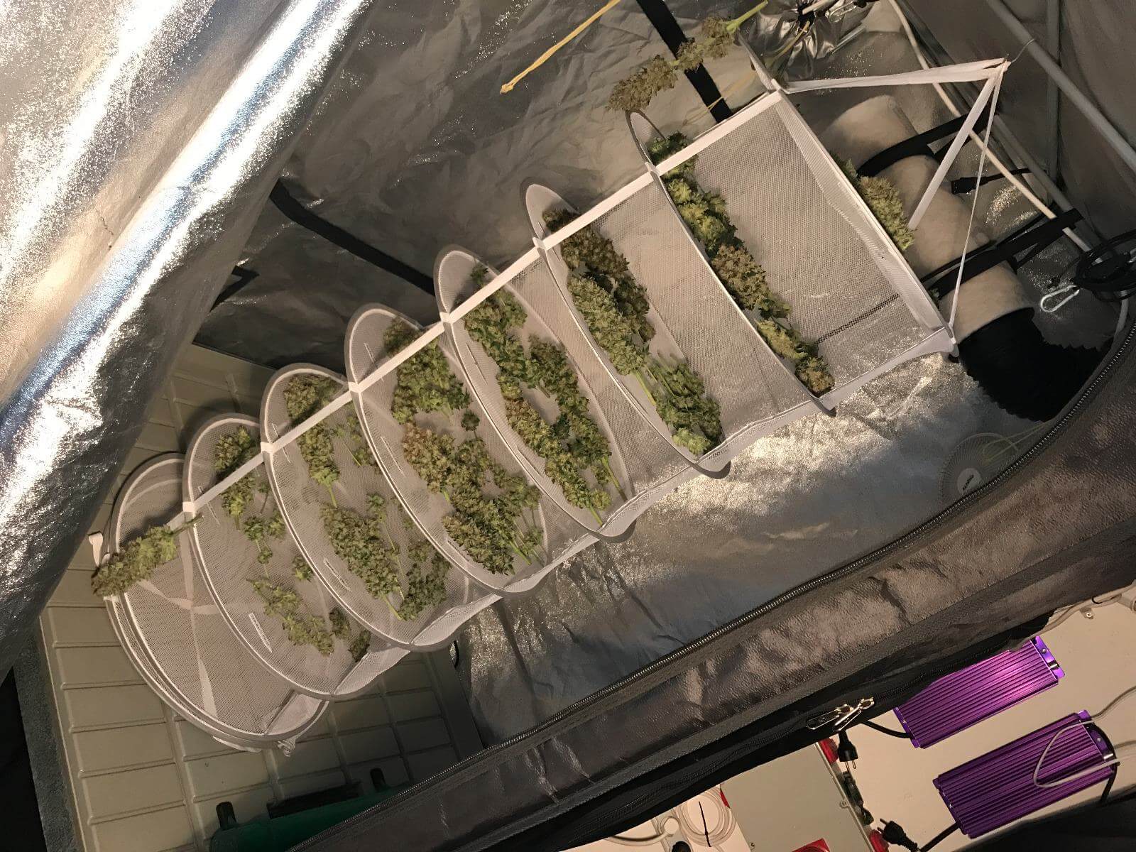 Secado y manicurado de marihuana- Alchimia Grow Shop