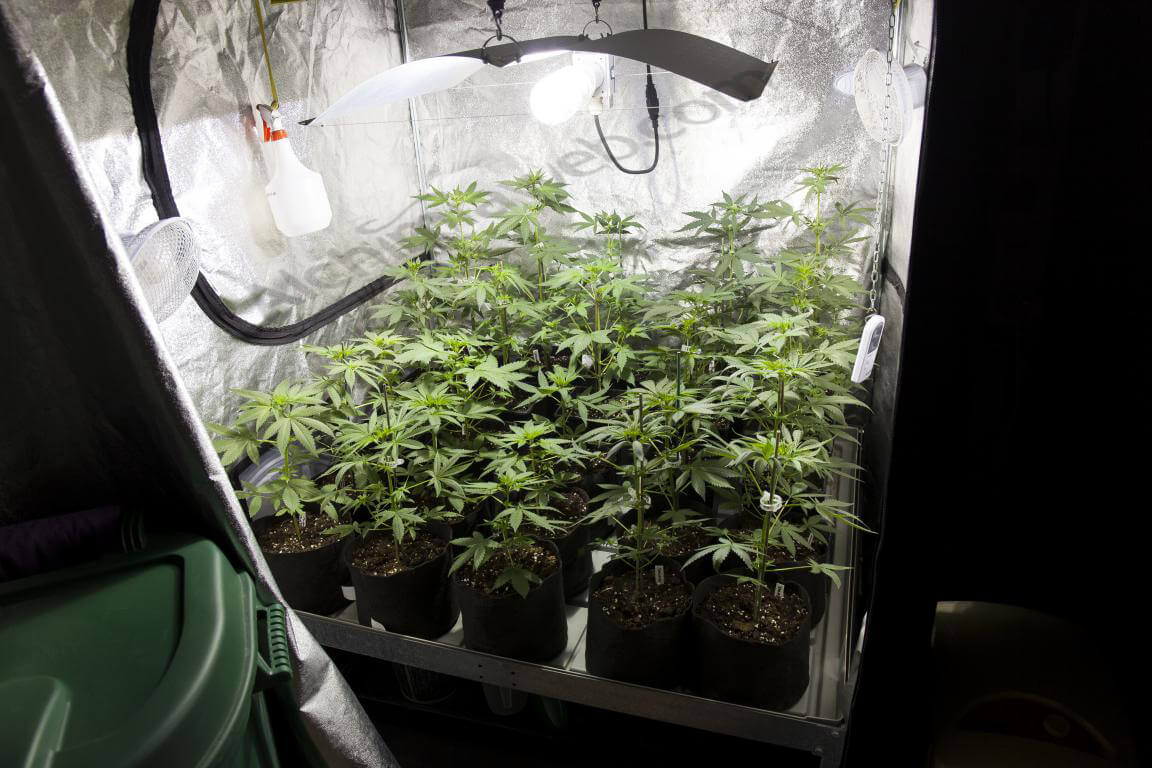 Armarios de cultivo de cannabis- Alchimia Grow Shop