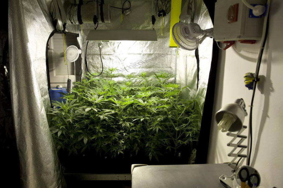 Cultivo de marihuana en armarios de cultivo- Alchimia Grow Shop