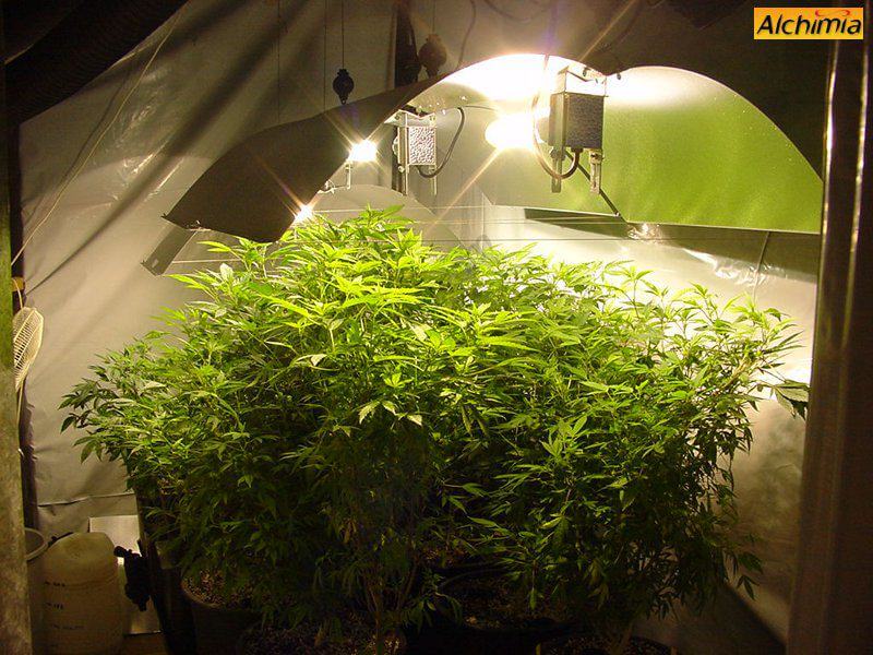 Cómo doblar las plantas de marihuana?- Alchimia Grow Shop