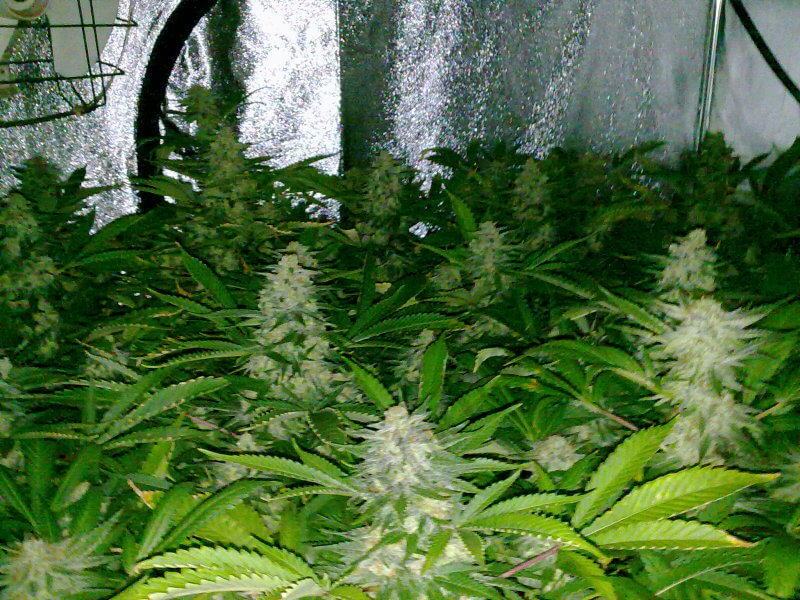 Cultivo de marihuana en SOG (Sea of Green)- Alchimia Grow Shop