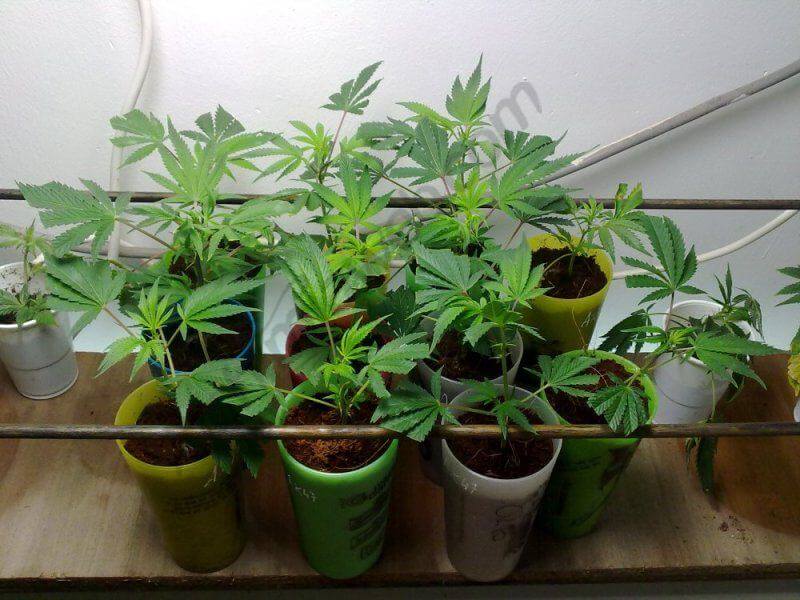 The SOG cannabis growing method- Alchimia Grow Shop