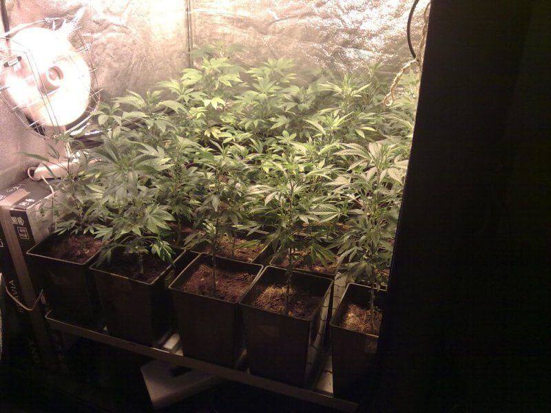 Cultivo de marihuana en SOG (Sea of Green)- Alchimia Grow Shop