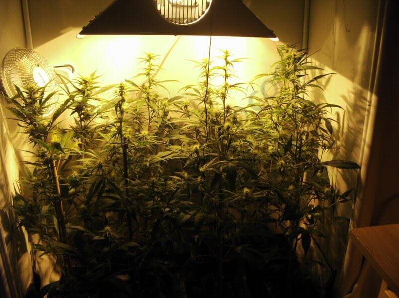 Como cultivar marihuana en espacios reducidos- Alchimia Grow Shop