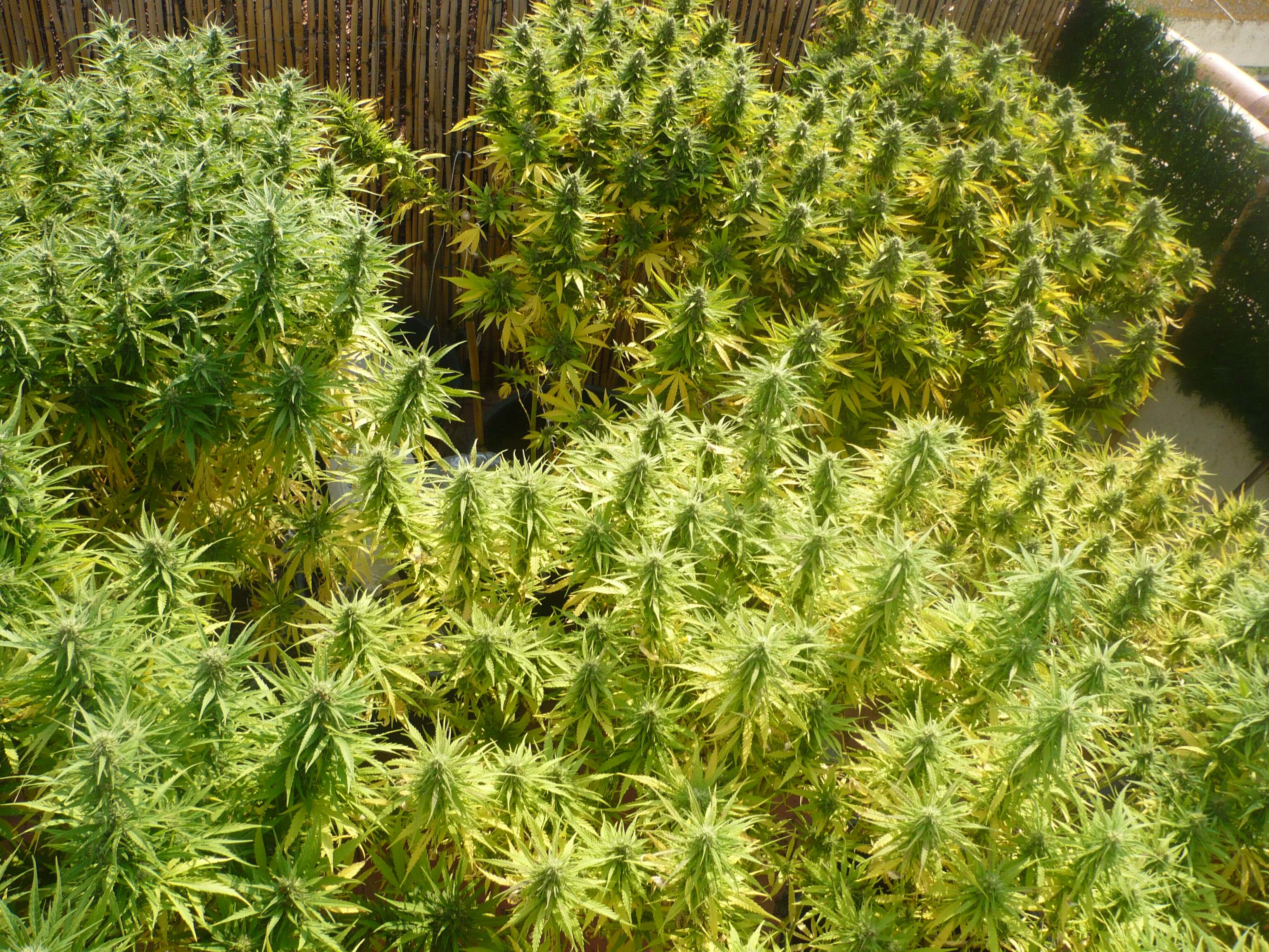 Cultivo de marihuana en terrazas- Alchimia Grow Shop