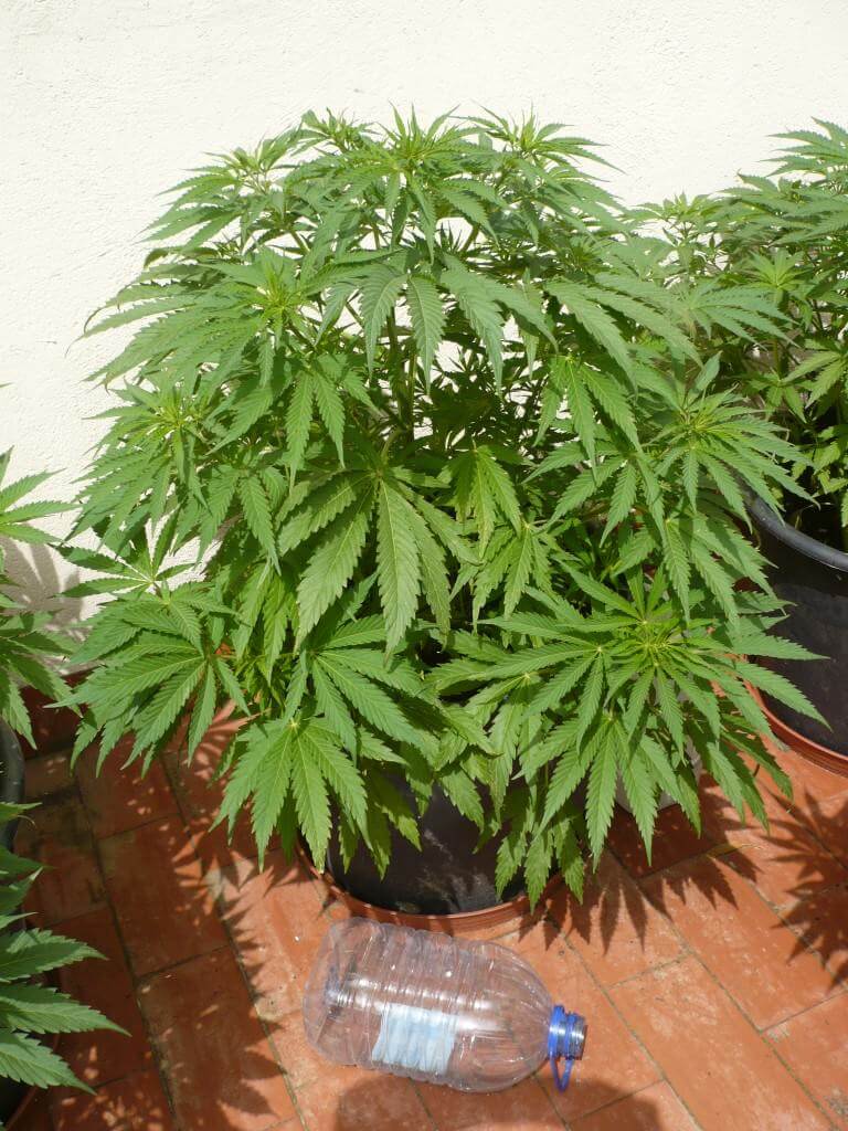 Cultivo de marihuana en terrazas- Alchimia Grow Shop