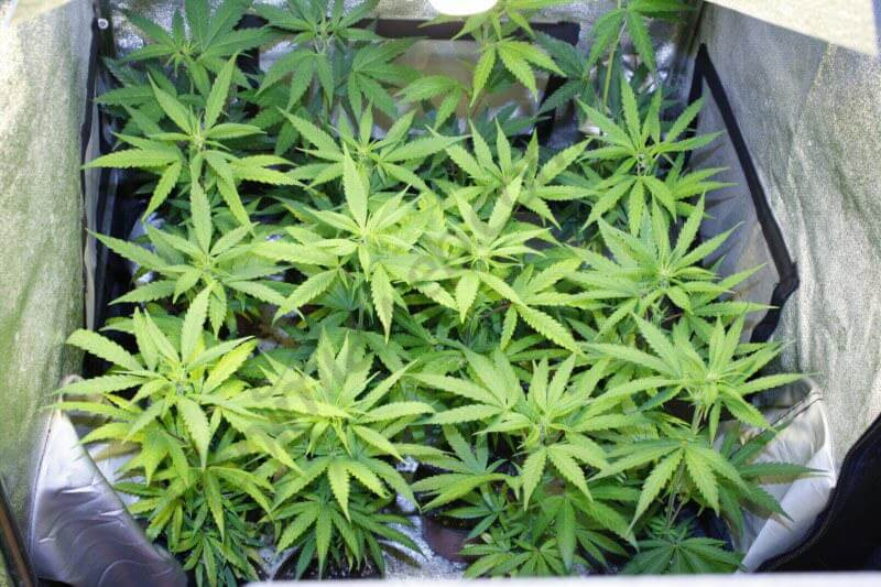 Cultivar marihuana con bombillas de bajo consumo- Alchimia Grow Shop