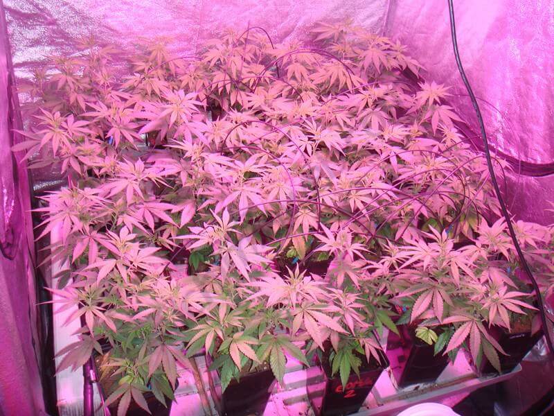 Cultivo de la marihuana con LED- Alchimia Grow Shop