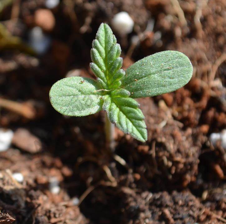 Como escoger y germinar semillas de marihuana, según Subcool- Alchimia Grow  Shop