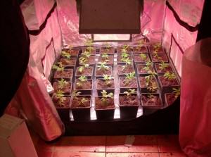 Introducción al cultivo de marihuana con Led- Alchimia Grow Shop