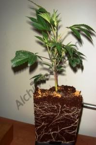 Como cultivar marihuana en coco- Alchimia Grow Shop
