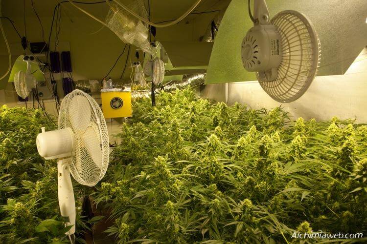La ventilación en el cultivo de la Marihuana- Alchimia Grow Shop