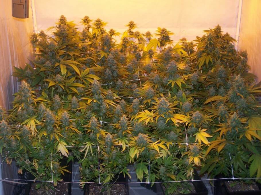 Cultivo de marihuana en macetas- Alchimia Grow Shop