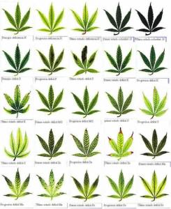 Carencias y excesos del Cannabis- Alchimia Grow Shop