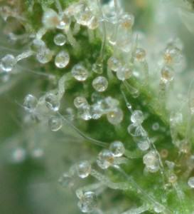 Cuándo cosechar en función de los Tricomas de la marihuana?- Alchimia Grow  Shop