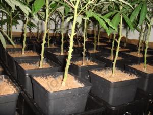 Como podar y doblar las plantas de marihuana- Alchimia Grow Shop
