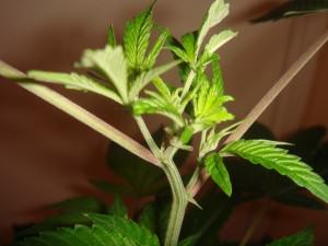 Como podar y doblar las plantas de marihuana- Alchimia Grow Shop