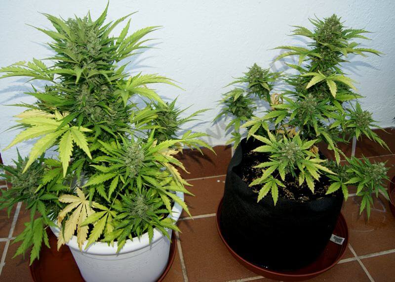 Cultivo exterior de marihuana autofloreciente en Smartpot- Alchimia Grow  Shop