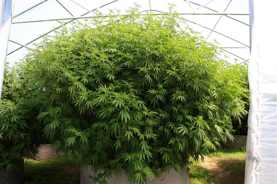 Cuando y como sacar las plantas de marihuana al exterior- Alchimia Grow Shop
