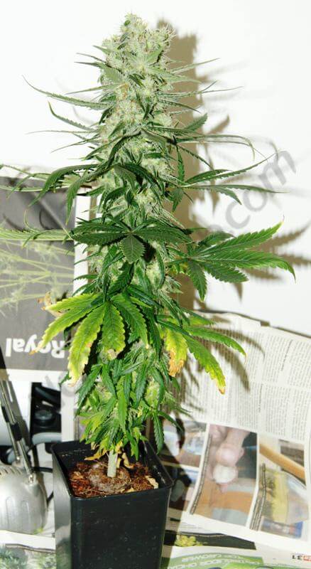 Carencia y exceso de potasio en el cultivo de marihuana- Alchimia Grow Shop