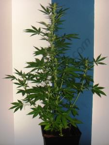 Cultivo de marihuana autofloreciente- Alchimia Grow Shop