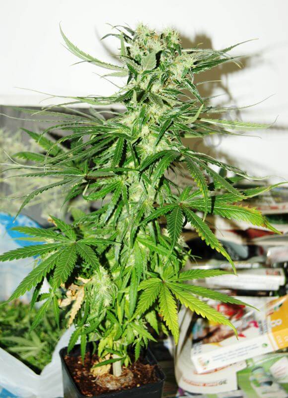 Carencia y exceso de potasio en el cultivo de marihuana- Alchimia Grow Shop