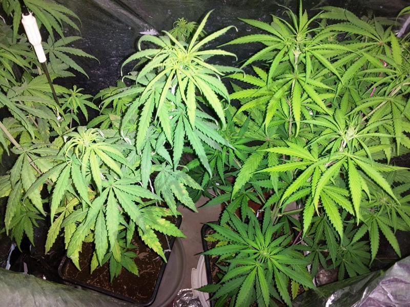 Carencia y exceso de calcio en la marihuana- Alchimia Grow Shop