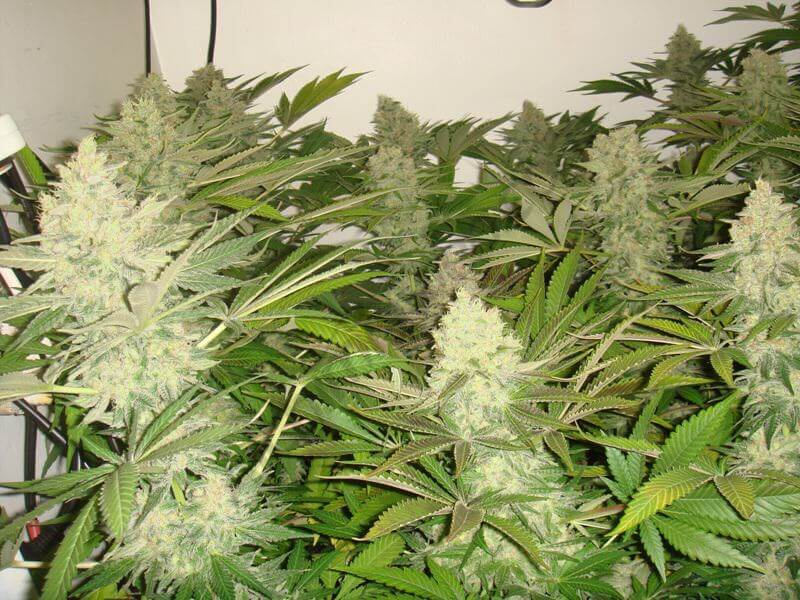 Blog del Grow Shop Alchimia » Manual de cultivo de marihuana