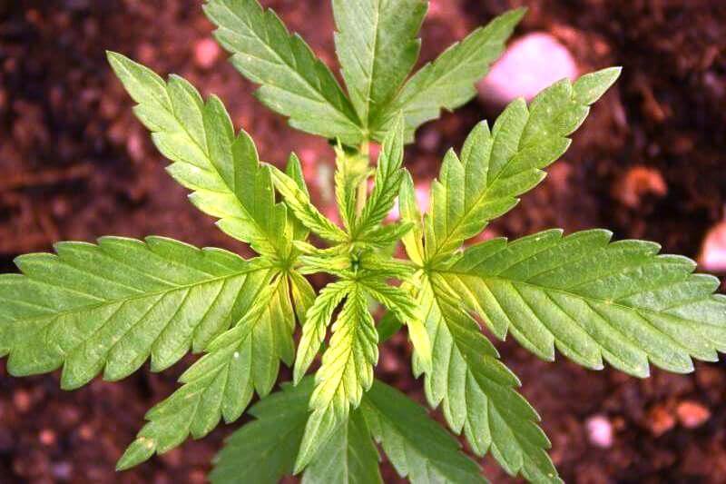 Carencia y exceso de hierro en la marihuana- Alchimia Grow Shop