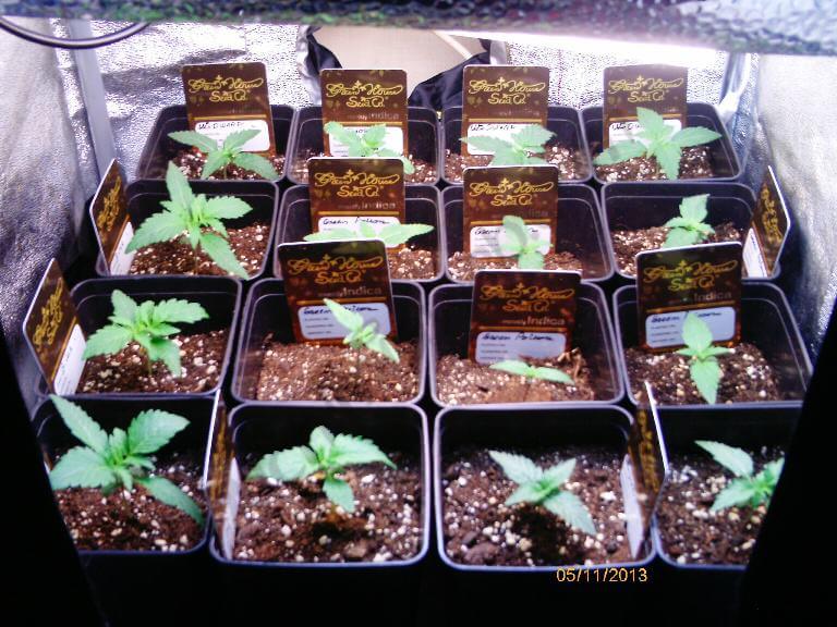 Cultivar marihuana en espacios reducidos- Alchimia Grow Shop