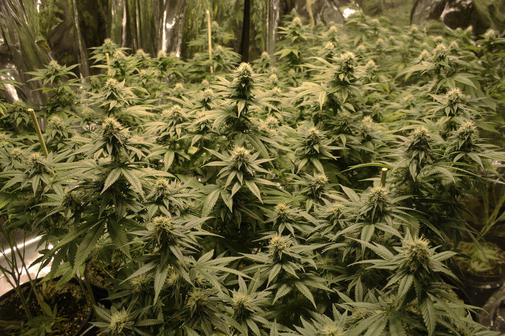 El fotoperiodo en el cultivo interior de marihuana- Alchimia Grow Shop