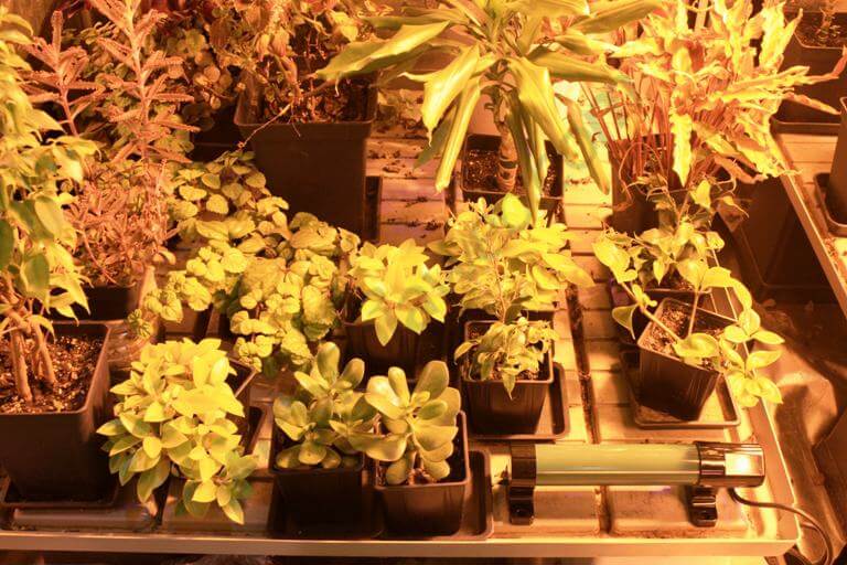El frío en el cultivo de marihuana- Alchimia Grow Shop