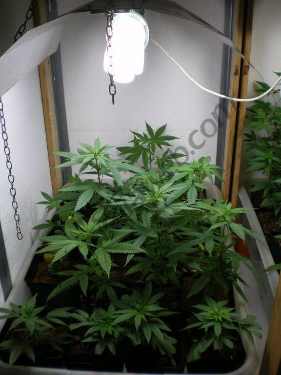 La iluminación en el cultivo interior de marihuana- Alchimia Grow Shop