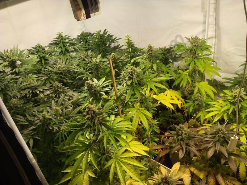 Informacion básica sobre el cultivo de marihuana en interior- Alchimia Grow  Shop