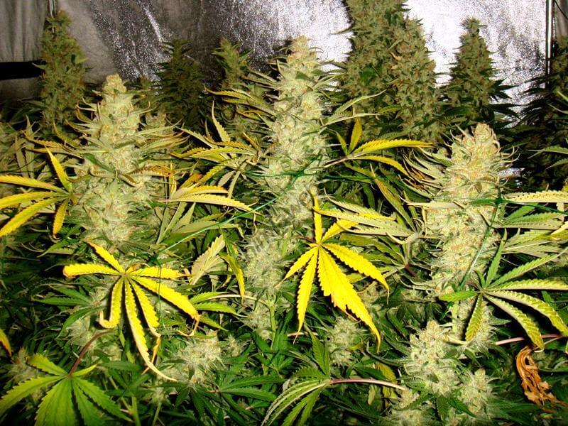 Máxima producción de marihuana en el cultivo interior- Alchimia Grow Shop