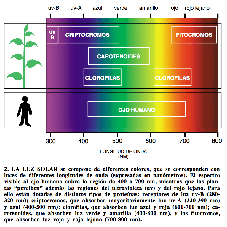 [Imagen: espectro-de-las-plantas-de-cannabis.png]