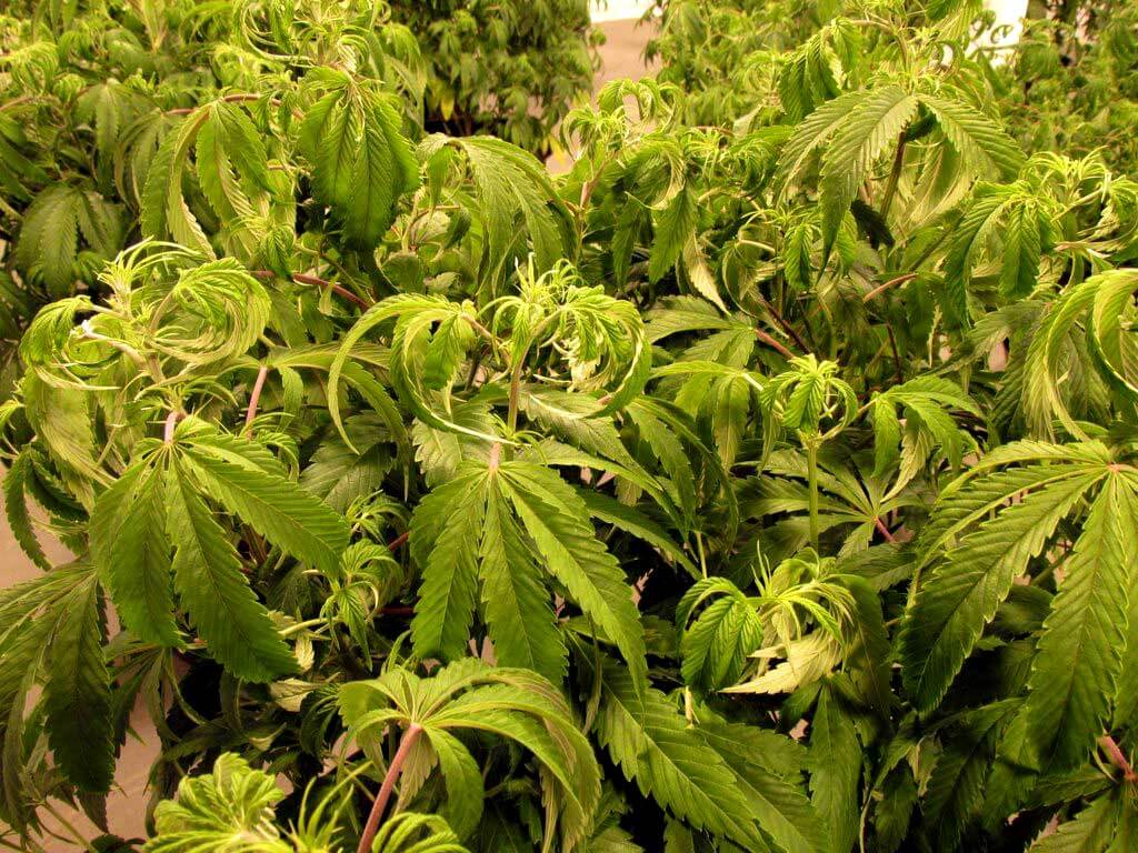 Exceso de riego en la marihuana- Alchimia Grow Shop
