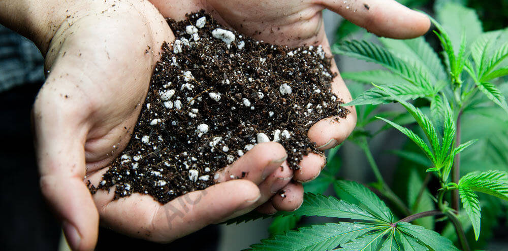 Tipos de sustratos para el cultivo de marihuana- Alchimia Grow Shop