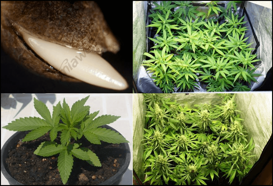 La floración de las plantas de Marihuana- Alchimia Grow Shop