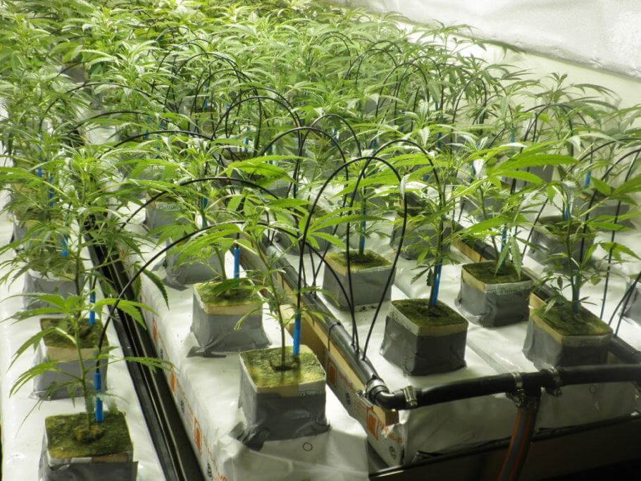 Riego automático en el cultivo de marihuana- Alchimia Grow Shop