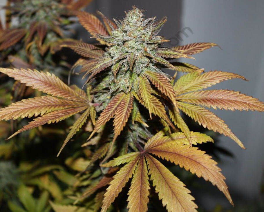 Anatomía de la planta de cannabis- Alchimia Grow Shop