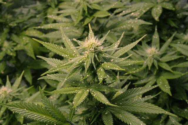 Manual de cultivo de marihuana - Blog Alchimia Grow Shop