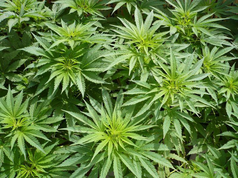 Causas de muerte de la Marihuana en crecimiento- Alchimia Grow Shop