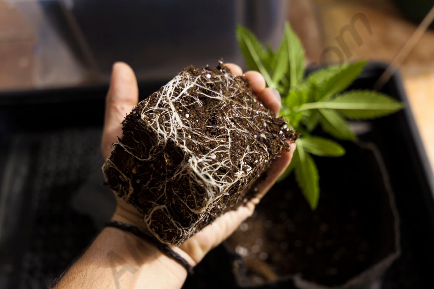 Las raíces de las plantas de marihuana- Alchimia Grow Shop