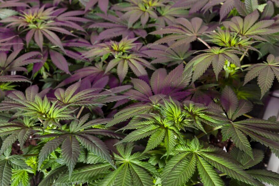 Cómo seleccionar una planta de cannabis- Alchimia Grow Shop