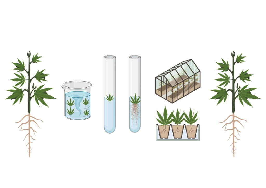 Micropropagación de cannabis- Alchimia Grow Shop