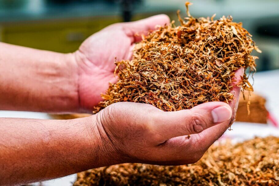 Cómo cultivar tabaco en casa- Alchimia Grow Shop